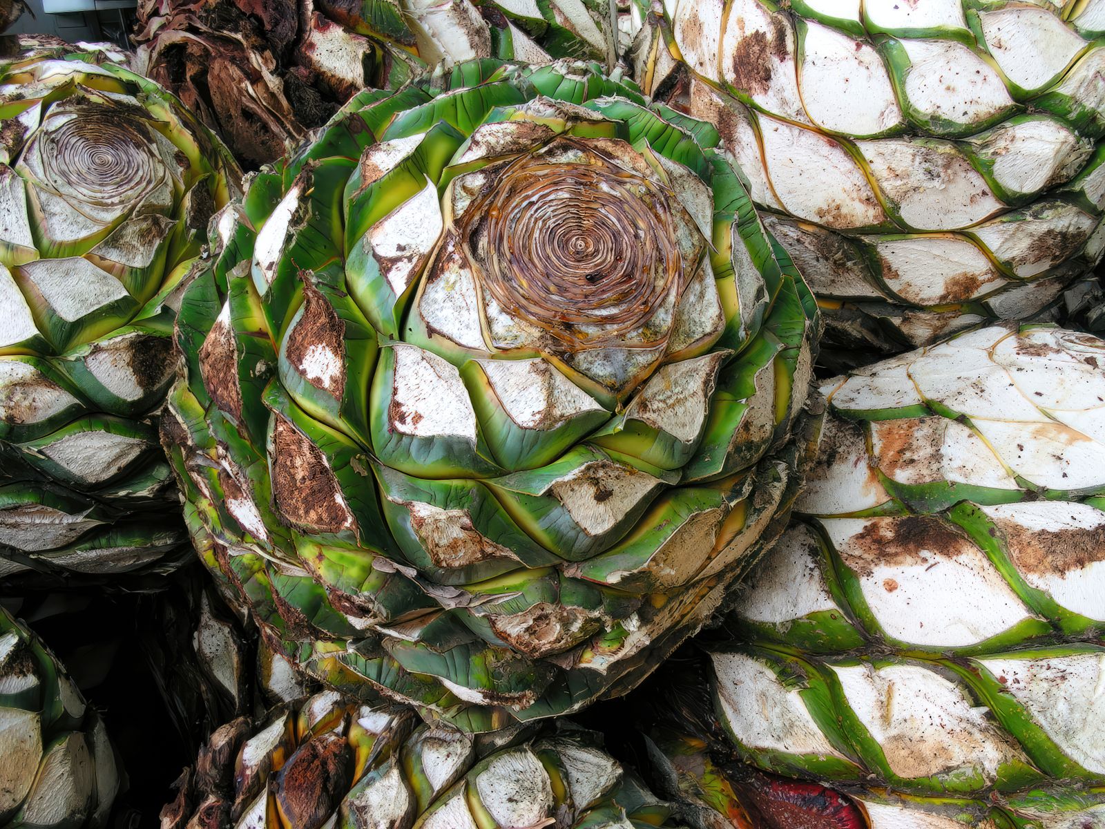 Freshly harvested blue agave hearts arranged in an earthy botanical pattern