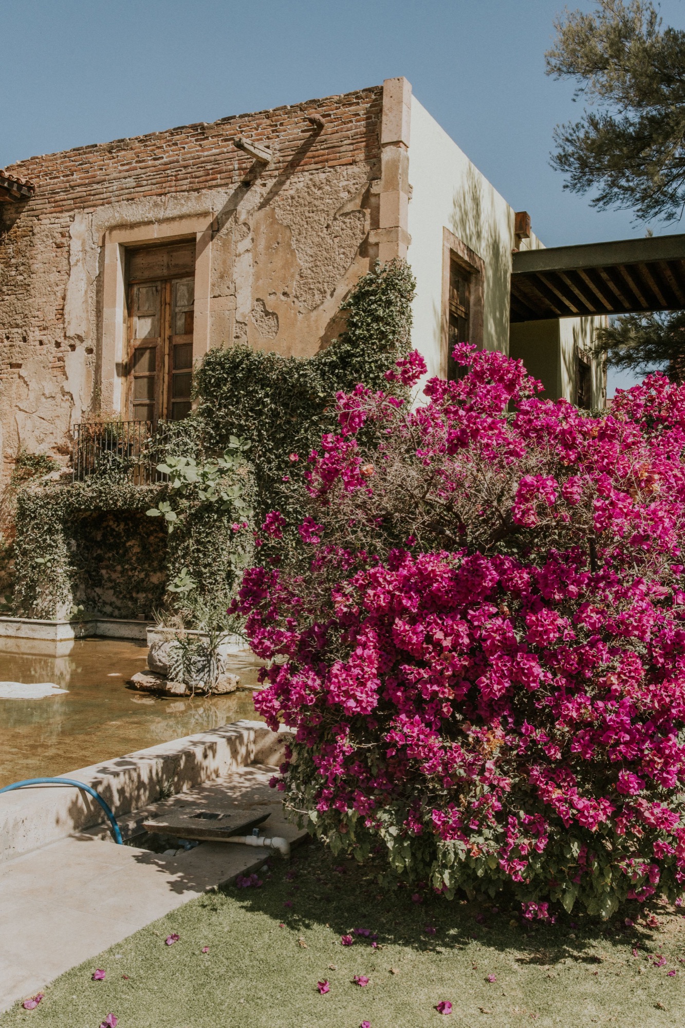 Vibrant magenta bougainvillea blooming beside a weathered stone house