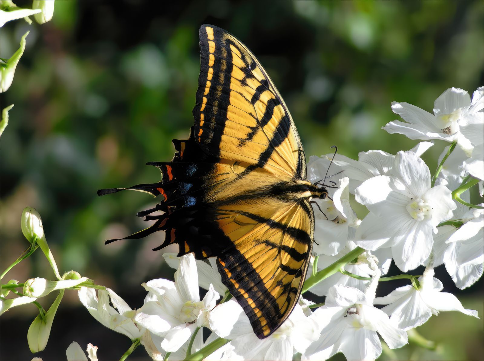 A yellow swallowtail butterfly resting on white flowers in Jalisco